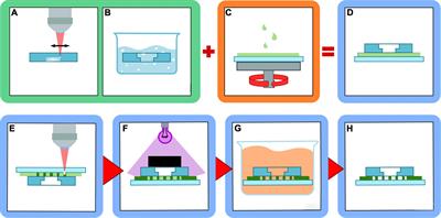 Rapid Prototyping of 3D Biochips for Cell Motility Studies Using Two-Photon Polymerization